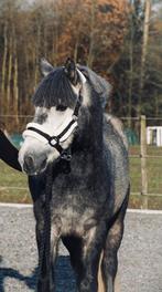 Zeer mooie en brave 3,5 jarige D pony ., Dieren en Toebehoren, Ruin, 3 tot 6 jaar