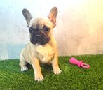 Prachtige Franse Bulldog Pup, Dieren en Toebehoren, België, Fokker | Hobbymatig, 15 weken tot 1 jaar, CDV (hondenziekte)