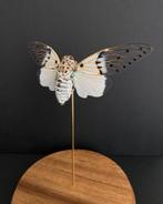 Cigale Blanche Fantôme véritable -Ayuthia spectabile-White G, Insecte, Animal empaillé, Enlèvement ou Envoi, Neuf