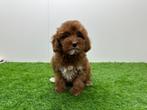 Cavapoo pups, Dieren en Toebehoren, België, Overige rassen, 8 tot 15 weken, CDV (hondenziekte)