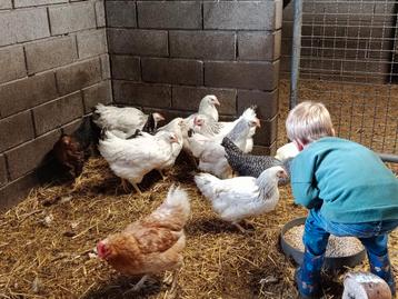 laatste 13 jonge legkippen aan spotprijs !! beschikbaar voor biedingen