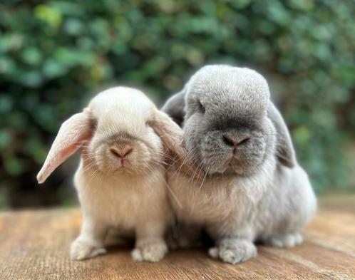 Bijzonder mooi zeer lief koppeltje MINILOP knuffelkonijntjes, Dieren en Toebehoren, Konijnen, Klein, Meerdere dieren, 0 tot 2 jaar