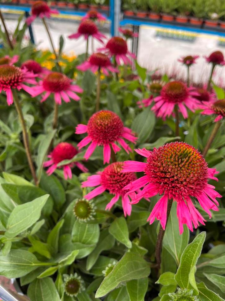 Echinacea SunSeekers ‘Candy’ P17cm, Tuin en Terras, Planten | Tuinplanten, Vaste plant, Volle zon, Zomer, Ophalen