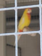 Gele overgoten witvleugel  2024, Dieren en Toebehoren