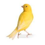 Recherche canaris femelle, Dieren en Toebehoren, Vogels | Kanaries, Vrouwelijk