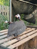 Koppel parelhoentjes, Dieren en Toebehoren, Pluimvee