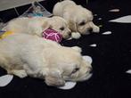 Mooie Golden Retriever-pups zijn op oek naar een gouden mand, Golden retriever, België, Fokker | Hobbymatig, 8 tot 15 weken