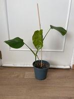 Monstera variegata (plant 2), Huis en Inrichting, Kamerplanten, Ophalen