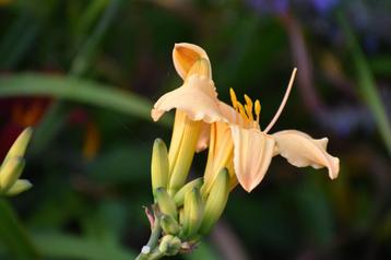 Hemerocallis (hémérocalle)