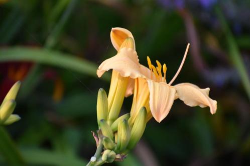 Hemerocallis (Eendagslelie) 4 pollen, Tuin en Terras, Planten | Tuinplanten, Vaste plant, Overige soorten, Halfschaduw, Zomer