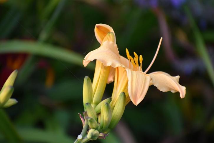 Hemerocallis (Eendagslelie) 4 pollen, Tuin en Terras, Planten | Tuinplanten, Vaste plant, Overige soorten, Halfschaduw, Zomer