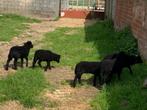 Hebredian schaapjes te koop vanaf september, Dieren en Toebehoren, Overige Dieren, Meerdere dieren