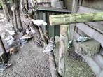 Sebright kippetjes