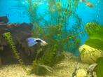 GRATIS - Guppies blauw/oranje/geel, Dieren en Toebehoren, Vis, Zoetwatervis, Schoolvis