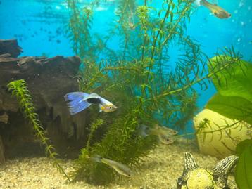 GRATIS - Guppies blauw/oranje/geel beschikbaar voor biedingen