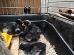 Mechelse koekoek kuikens, raszuiver, Dieren en Toebehoren, Geslacht onbekend, Kip