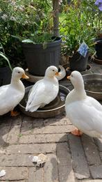 Kwakertjes, Dieren en Toebehoren, Pluimvee, Meerdere dieren, Eend