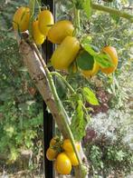 Golden rave - gele tomaat - 5 zaden, Verzenden, Voorjaar, Zaad