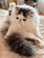 kittens, Dieren en Toebehoren, Poes, Gechipt, 0 tot 2 jaar