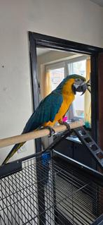 2000€ met 2 kooien beschikbaar in Luik, Dieren en Toebehoren, Vogels | Parkieten en Papegaaien, Vrouwelijk