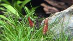 Red sakura garnalen, Dieren en Toebehoren, Kreeft, Krab of Garnaal