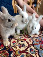 Konijntjes, Dieren en Toebehoren, Konijnen