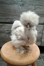 USA zijdehoender hennen, ingeënt