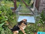 Cage pour chien en métal très solide, Enlèvement, Utilisé