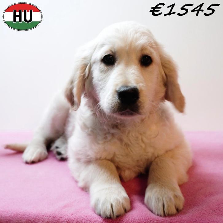 Golden Retriever - adorables chiots à vendre, Animaux & Accessoires, Chiens | Retrievers, Épagneuls & Chiens d'eau, Chien (mâle)