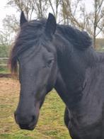 Friese hengst vol papier, Dieren en Toebehoren, Paarden, Hengst, Onbeleerd