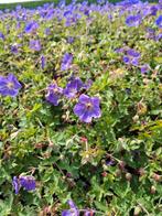 Geranium Rozanne / Ooievaarsbek, Ophalen