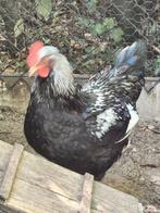 Barneveld dubbel gezoomd haan.   Ruilen of te koop., Dieren en Toebehoren, Pluimvee, Mannelijk, Kip