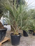 Butia Capitata - Geleipalm, Ophalen