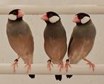 Rijstvogels / paddas, Meerdere dieren, Tropenvogel, Geringd