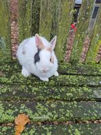 Dwergkonijn Ram, Dieren en Toebehoren, Konijnen, Mannelijk, Dwerg, 0 tot 2 jaar