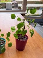 Pannekoekenplant, Ophalen