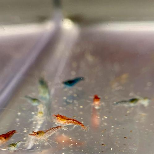 Mix vuurgarnalen (Neocaridina) te koop, Dieren en Toebehoren, Vissen | Aquariumvissen, Zoetwatervis, Kreeft, Krab of Garnaal