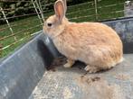 Konijn, Dieren en Toebehoren, Konijnen