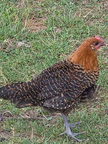 Goudbrakel - haan, Mâle, Poule ou poulet