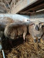 Agneaux de 12 mois, Animaux & Accessoires, Mâle, Mouton, 0 à 2 ans