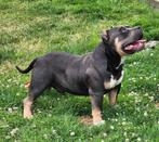 American Bully Dekreu, Dieren en Toebehoren, Honden | Dekreuen, België, Reu, CDV (hondenziekte), 1 tot 2 jaar