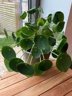 Grote pannenkoeken plant, Ophalen