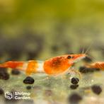 Orange Rili Neocaridina garnalen, Dieren en Toebehoren, Kreeft, Krab of Garnaal, Zoetwatervis, Schoolvis