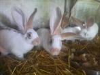 Vrouwelijke vlinderkonijnen, Dieren en Toebehoren, Konijnen