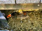 Koi karpers, Dieren en Toebehoren, Vissen | Vijvervissen, Karper of Koi