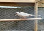2 jonge diamantduiven, Dieren en Toebehoren, Vogels | Duiven, Meerdere dieren, Overige soorten