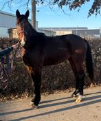 3 jarige merrie te koop, Dieren en Toebehoren, Paarden, Merrie