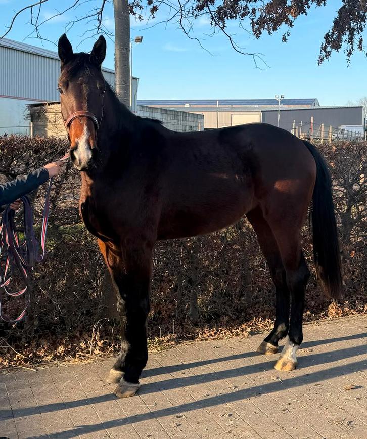 3 jarige merrie te koop, Animaux & Accessoires, Chevaux, Jument