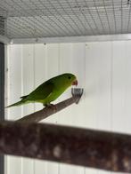 brotogeris tirica, Dieren en Toebehoren, Mannelijk, Parkiet, Geringd