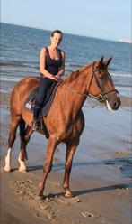 16 jarige fokmerrie/ gezelschapspaard, Dieren en Toebehoren, Merrie